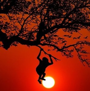 Jungle-safari-in-India-35