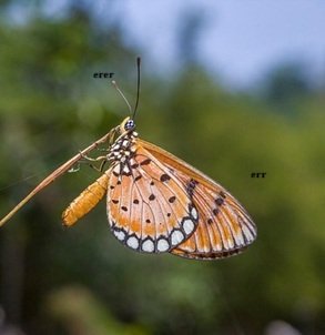 Jungle-safari-in-India-36