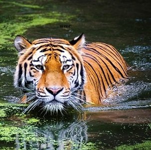 Jungle-safari-in-India-37