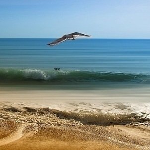 bird-flying-at-beach
