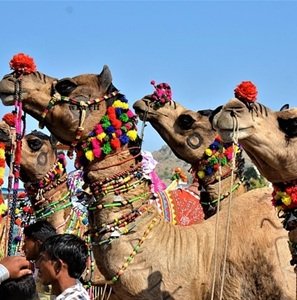 Pushkar-85