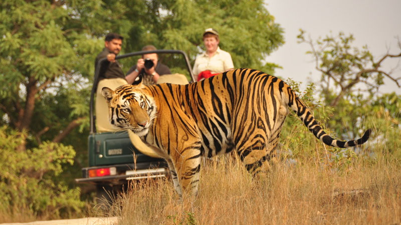 ranthambore safari package