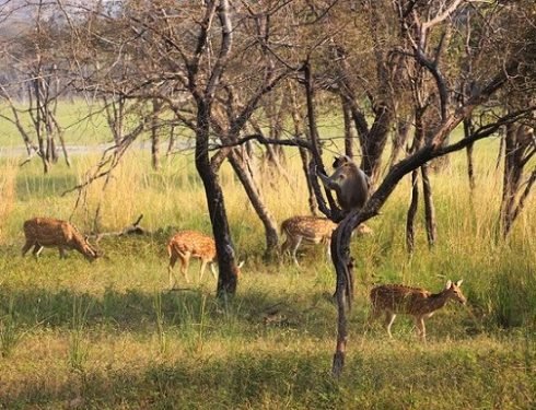 jungle safari in india 3