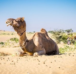 Travel-agency-in-Jaipur-46