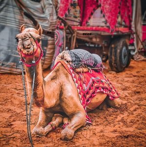 Travel-agency-in-Jaipur-47