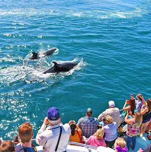 Dolphin-Watching-Tour-Muscat-2
