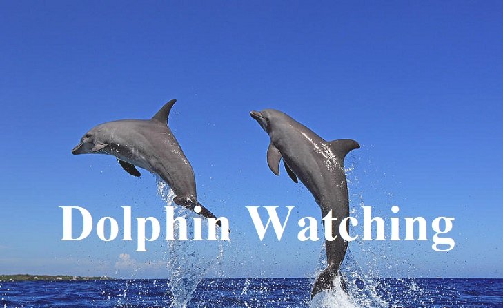 Dolphin-Watching-Tour-Muscat