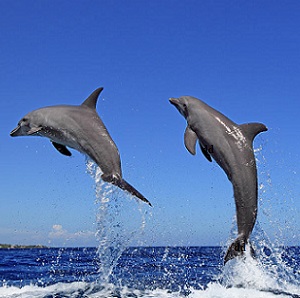 view-of-dolphins