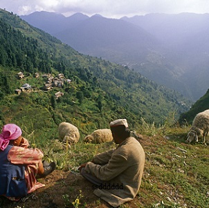Pasture-relaxing-in-Himachal