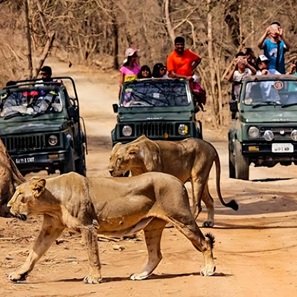 safari-in-Gujarat