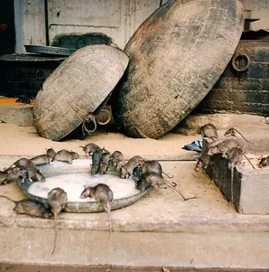 Rats-drinking-milk