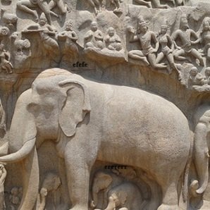 elephant-on-rock