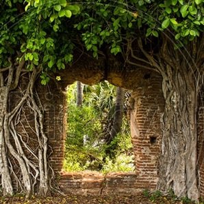 trees-in-shadow