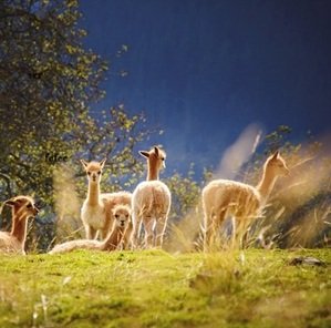 Travel-agency-in-Dharamshala-17