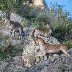 wild-animal-rocks