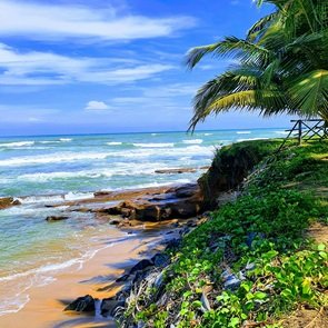 trees-and-beach, rock