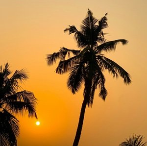 sunrise-coconut-trees