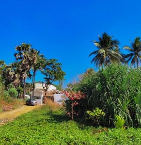 house-trees-sky