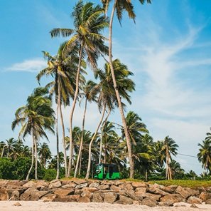 coconut-trees