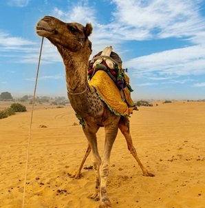 Travel-agency-in-Jaisalmer-21