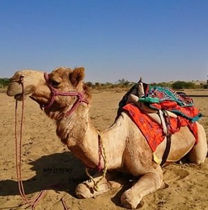 Travel-agency-in-Jaisalmer-55