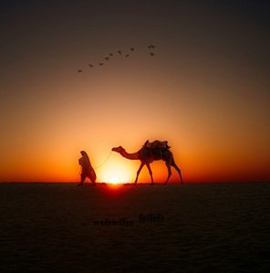 sunset-view-camel-and-man
