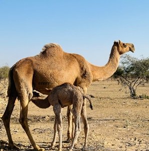 small-camel-drinking-milk