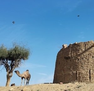 camel-eating-grass