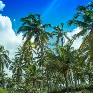 Travel-agency in-Kerala-50