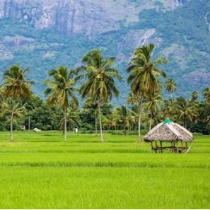 Coconut-trees-hit-grass-green