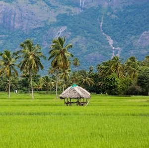 beautiful-hut-in-field-palm-tree