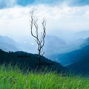dry-tree-in-mountain