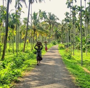 lady-walking-in-plantation