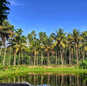 coconut-plantation-sky