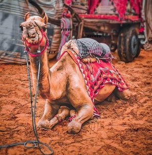 Travel-agency-in-Rajasthan-17