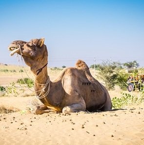 Travel-agency-in-Rajasthan-44