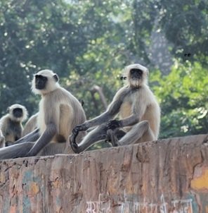 Travel-agency-in-Rajasthan-46
