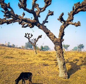 Travel-agency-in-Rajasthan-48