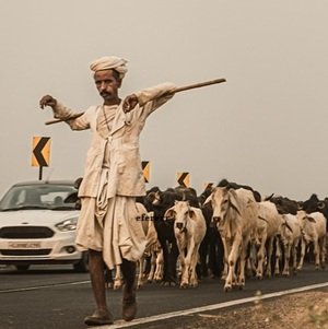Man-roaming-with-sheep's