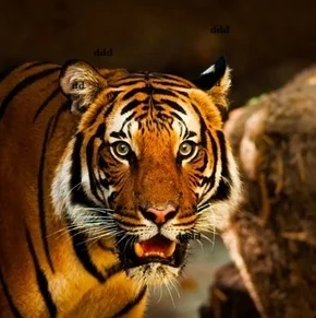 Best-travel-agency-in-India-97821